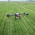 Аграрний дрон летить над посівами зернових культур.