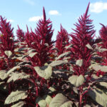 Растения амаранта с красными соцветиями и красноватыми листьями.
