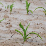 Молодые растения кукурузы растут на сухой земле.