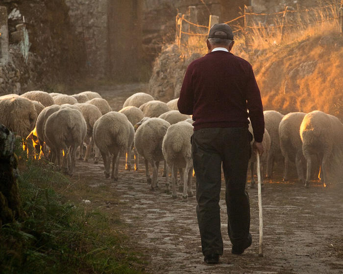Фермер вечером гонит отару овец по дороге.