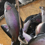 Вирощені в аквакультурі риби з групи лососевих в сітці для вилову.