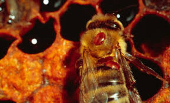 Вирус деформации крыла пчёл