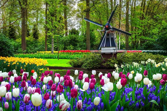 Знаменитый парк тюльпанов Кёкенхоф (Голландия)
