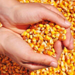 Руки тримають пригоршню насіння кукурудзи.