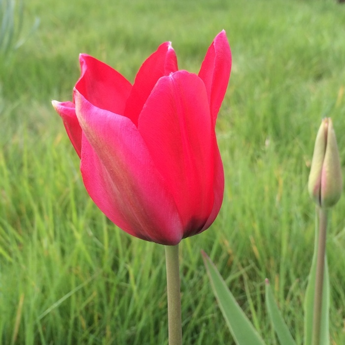 Типовой тюльпан Геснера (лат. Tulipa gesneriana)