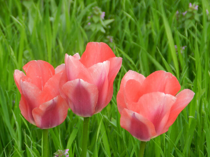 Тюльпаны. Выращивание, размножение и уход