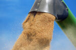 Зерно пшеницы сыплется из выгружного шнека зерноуборочного комбайна.