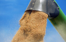 Зерно висипається зі шнека для вивантаження зернозбирального комбайну.