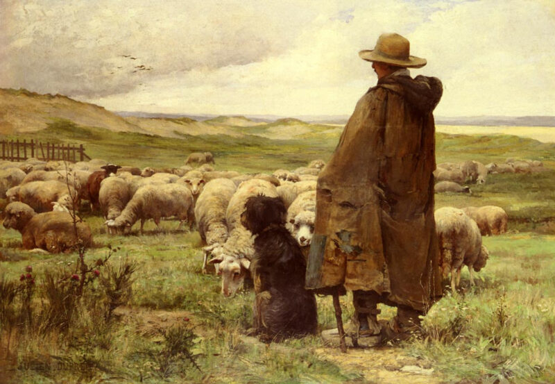Лакон – це одна з найдавніших порід овець.