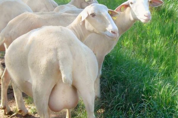 Розмір вимені значно більший, ніж у інших порід овець, приблизно відповідає козячому