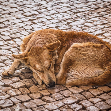 Рудий безпритульний собака спить на бруківці.