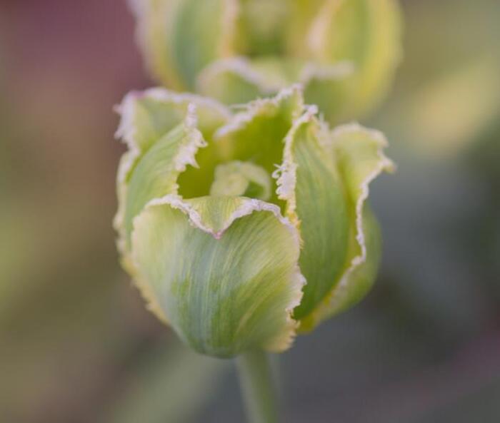 Тюльпан (Tulipa) с зелеными цветками сорта Green Jay