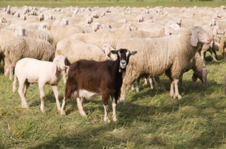 Непритомну козу пускали в отару овець для відволікання хижаків