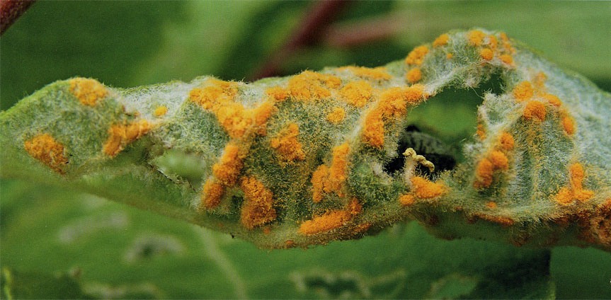 Ржавчина - опасное заболевание растений