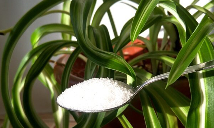 Ложка с сахаром-песком на фоне растения хлорофитума.