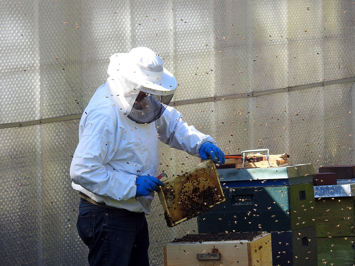 Пасічник у захисному капелюху з сіткою стоїть біля вулика і тримає в руках рамку з медом і бджолами.