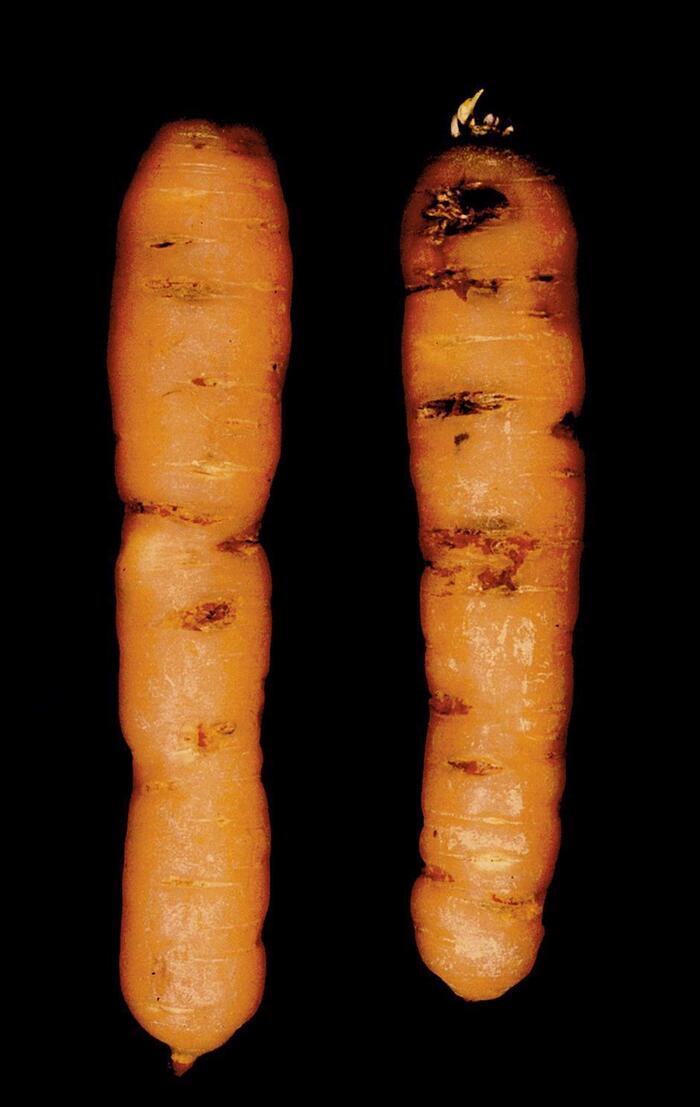 Нематода Ditylenchus destructor на моркови