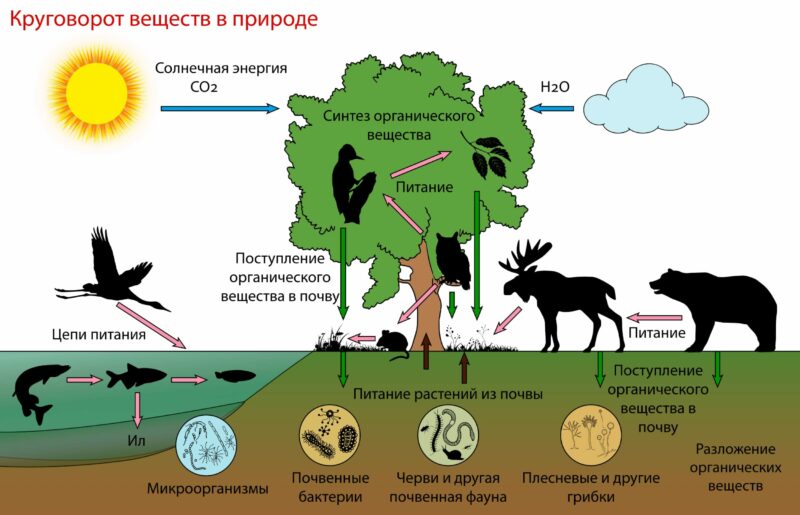 У природі всі процеси мають замкнутий характер