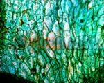 Органоиды растительной клетки и их функции