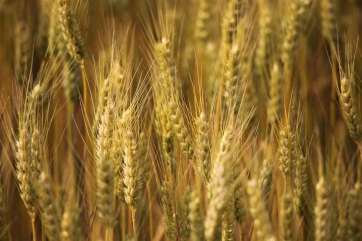 Как быстро и легко определить урожайность зерновых