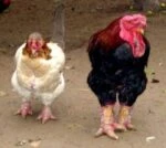 Куры породы Га Донг Тао