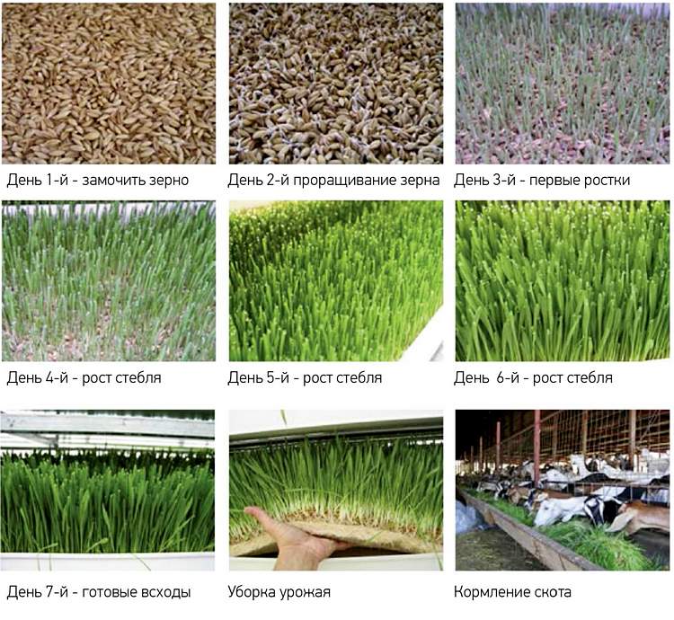 Вирощування корму займає 7 днів