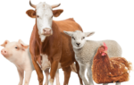 Ферментні кормові добавки для продуктивного тваринництва