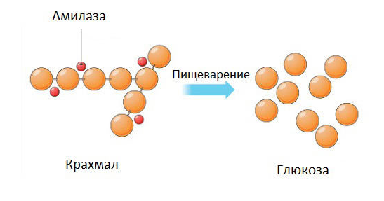 Амілази – ферменти, які руйнують α-1,4-глікозидні зв’язки в молекулах крохмалю, перетворюючи їх на простіші цукри, такі як мальтоза і глюкоза