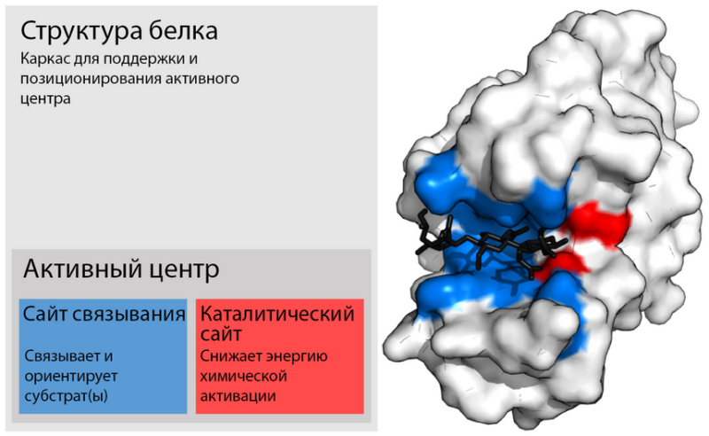 Активный центр фермента – та его часть, где происходит биохимическая реакция.