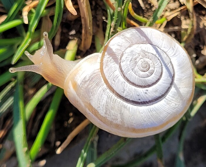 Гелицелла (helicella striata) 