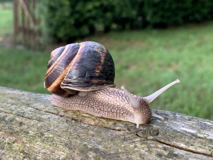 Улитка пестрая (Helix lucorum). 