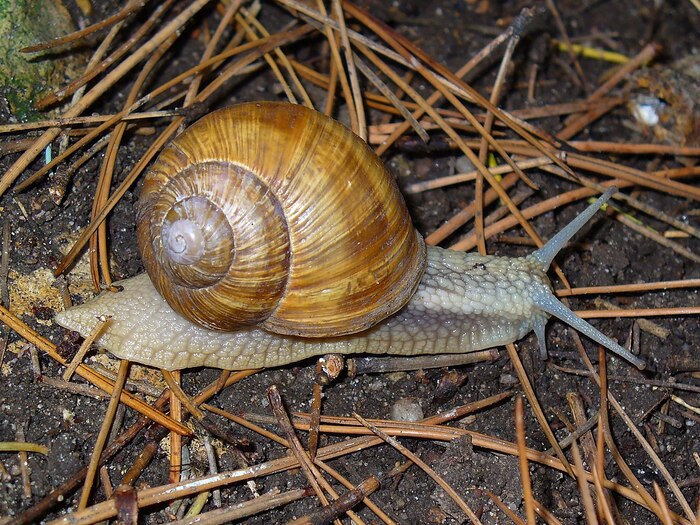 Улитка виноградная (Helix pomatia)