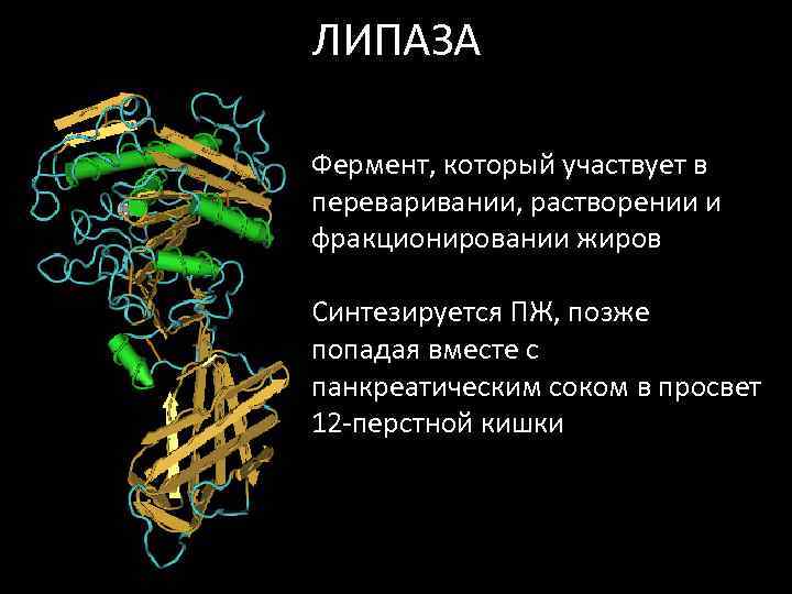 Ліпази – ферменти, що розщеплюють жир шляхом гідролізу тригліцеридів до гліцерину та жирних кислот, які легко засвоює організм тварини