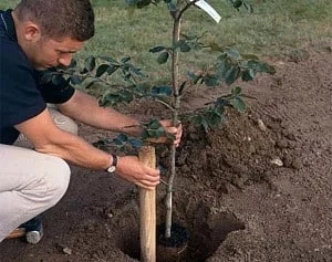 Сажаем деревья в саду