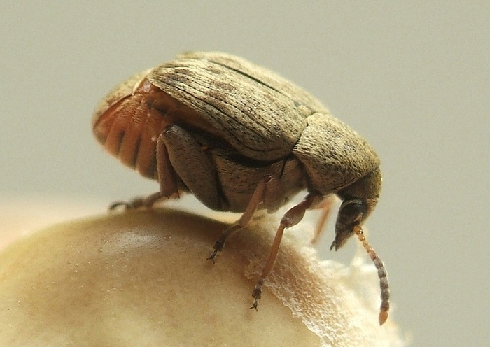 Зерновка фасолевая (лат. Acanthoscelides obtectus)