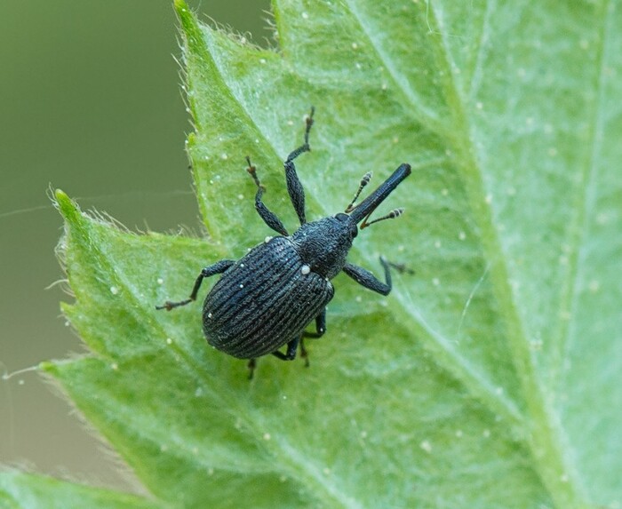 Малиновый долгоносик (лат. Anthonomus rubi) 