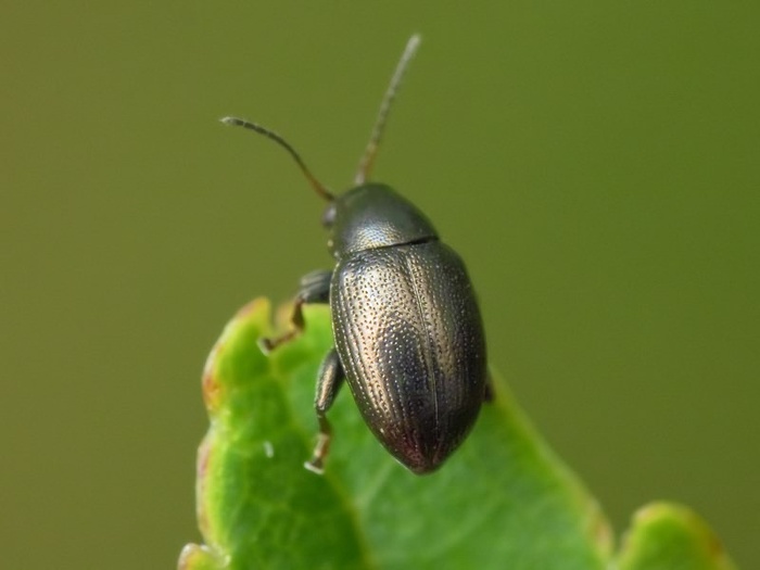 Свекловичная южная блошка (лат. Chaetocnema breviuscula) 