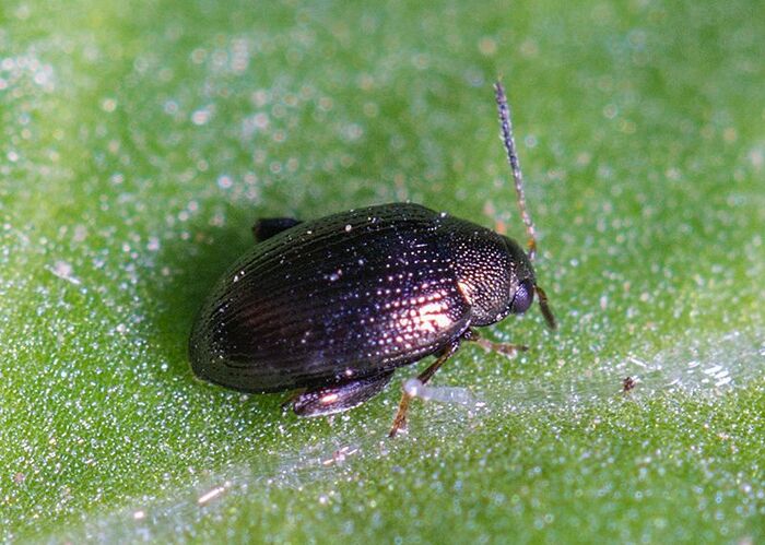 Хетокнема западная, или свекловичная западная блошка (лат. Chaetocnema tibialis Illig) 