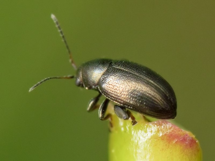 Хетокнема свекловичная, или южная свекловичная блошка (лат. Chaetocnema breviuscula) 