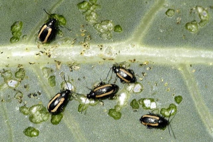 Полосатая хлебная блошка (Phyllotreta vittula Redt.)