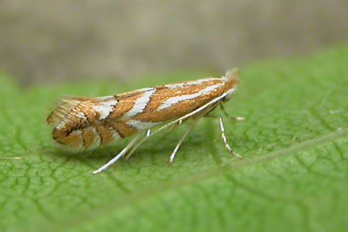 Вишневая минирующая моль-пестрянка (Lithocolletis cerasicolella H.-S., или Phyllonorycter cerasicolella) 