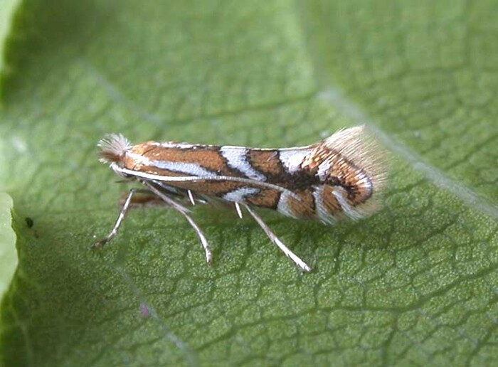 Грушевая минирующая моль-пестрянка (Lithocolletis cydoniella Fab.)