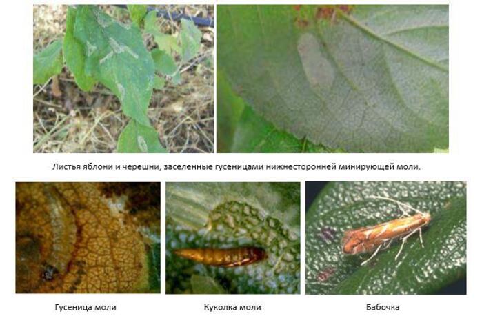 Яблонная нижнесторонняя минирующая моль (Lithocolletis pyrifoliella Grsm, или Phyllonorycter pyrifoliella)