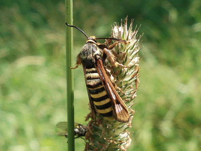 Малинная стеклянница (Pennisetum hylaeiformis)