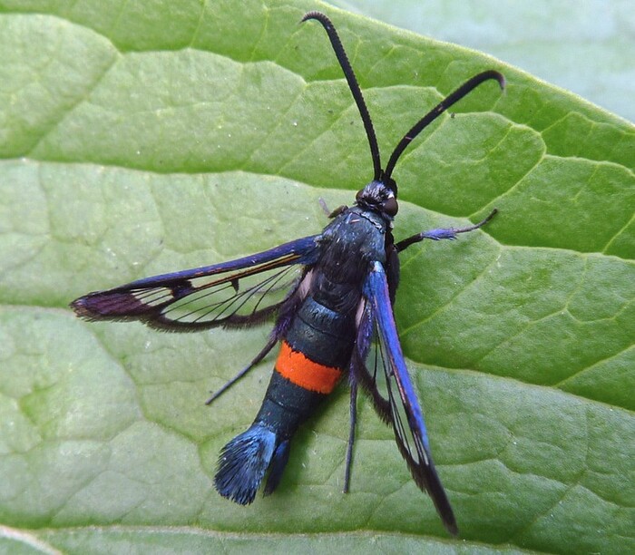 Стеклянница яблонная (Synanthedon myopaeformis)