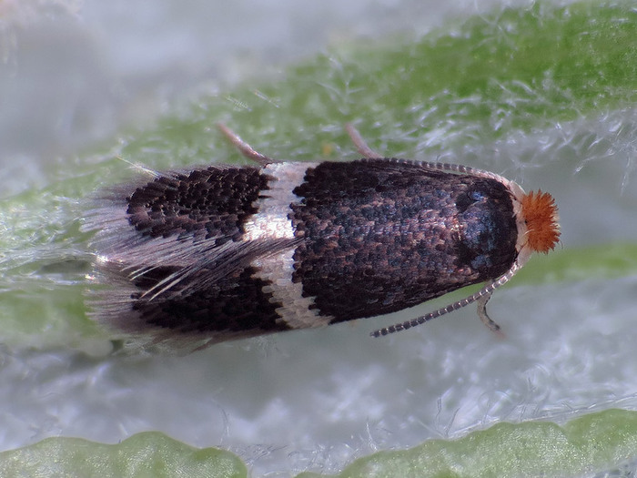 Яблонная минирующая моль-малютка (Stigmella malella или Nepticula malella)