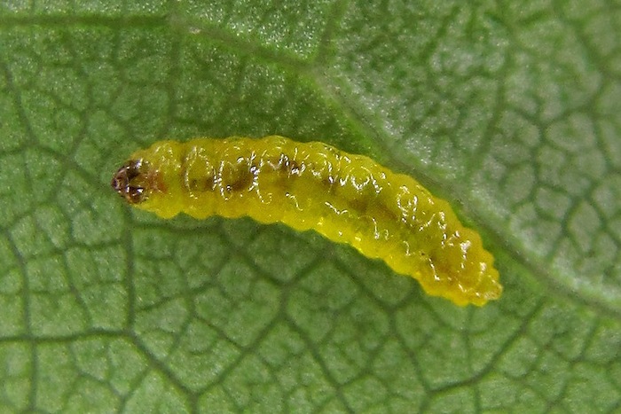 Личинка терновой моли-малютки (Stigmella plagicolella или Nepticula plagicolella) 