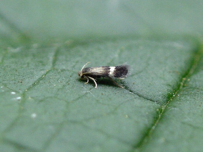 Сливовая моль-малютка (Stigmella prunetorum или Nepticula prunetorum) 