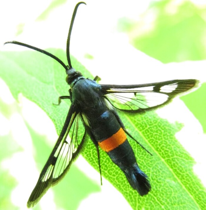 Стеклянница яблонная (Synanthedon myopaeformis)