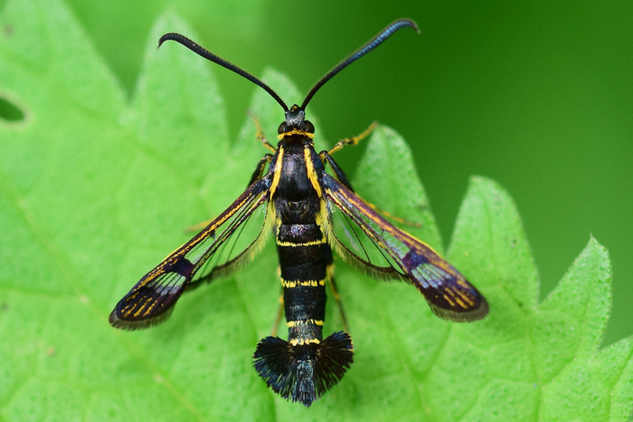 Стеклянница смородиновая (Synanthedon tipuliformis)